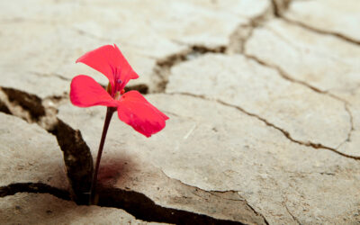 Can Accountability Thrive Amidst Bureaucracy?