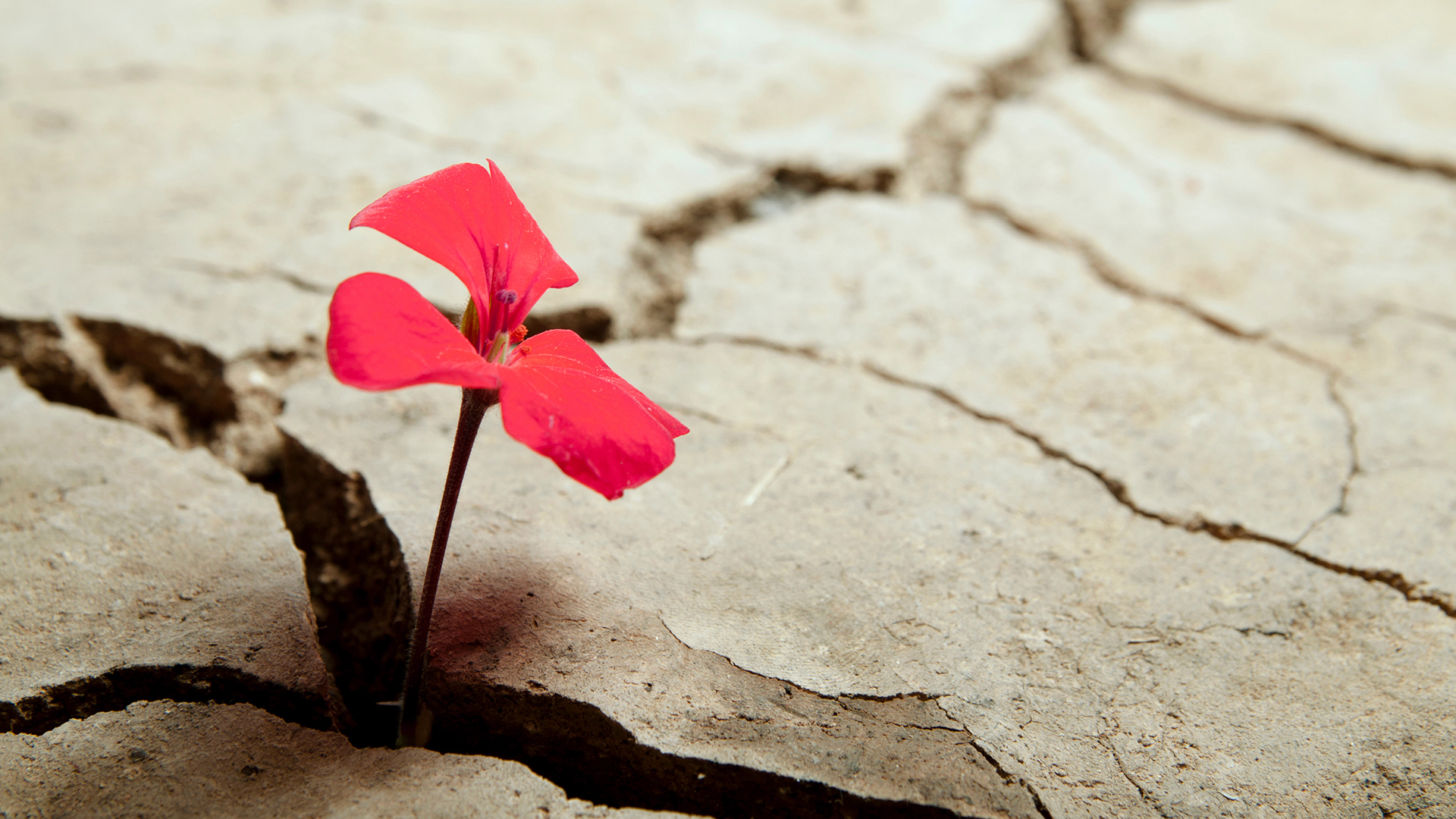 Accountability amidst Bureaucracy | dr Paige