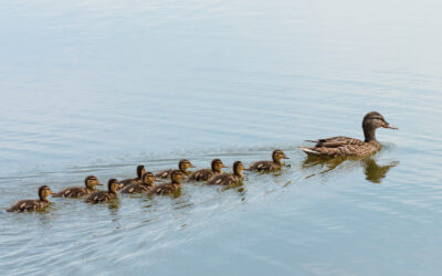 How to Lead with Ease